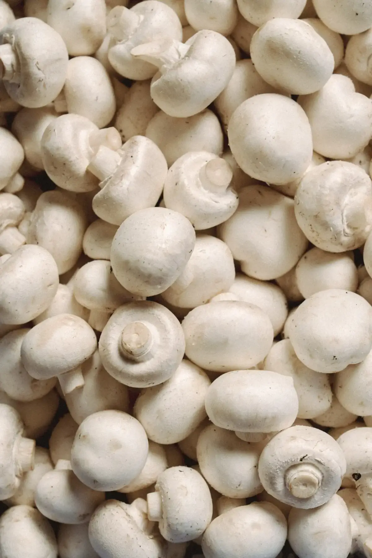 Fresh white mushrooms