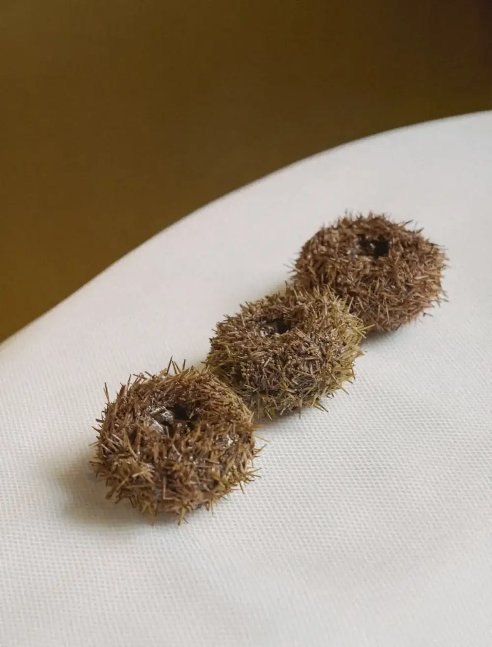 Sea urchin shells